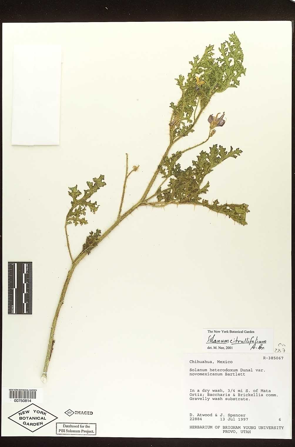 Solanum knoblochii image