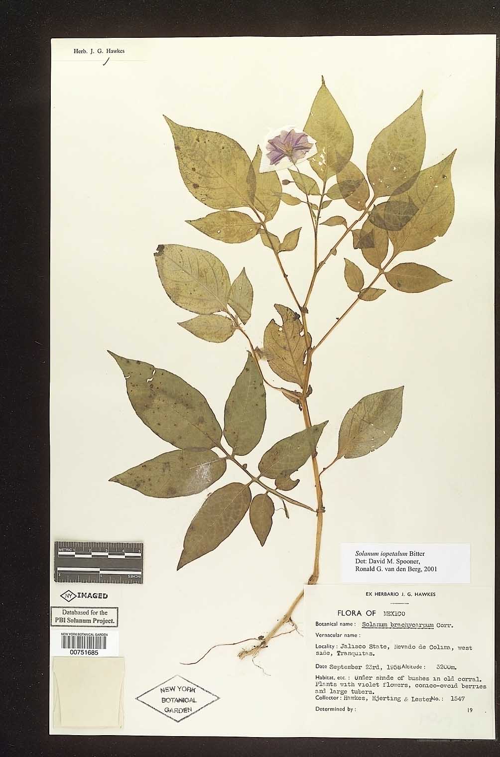Solanum iopetalum image