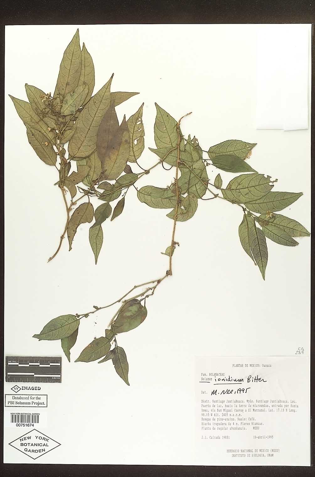 Solanum ionidium image