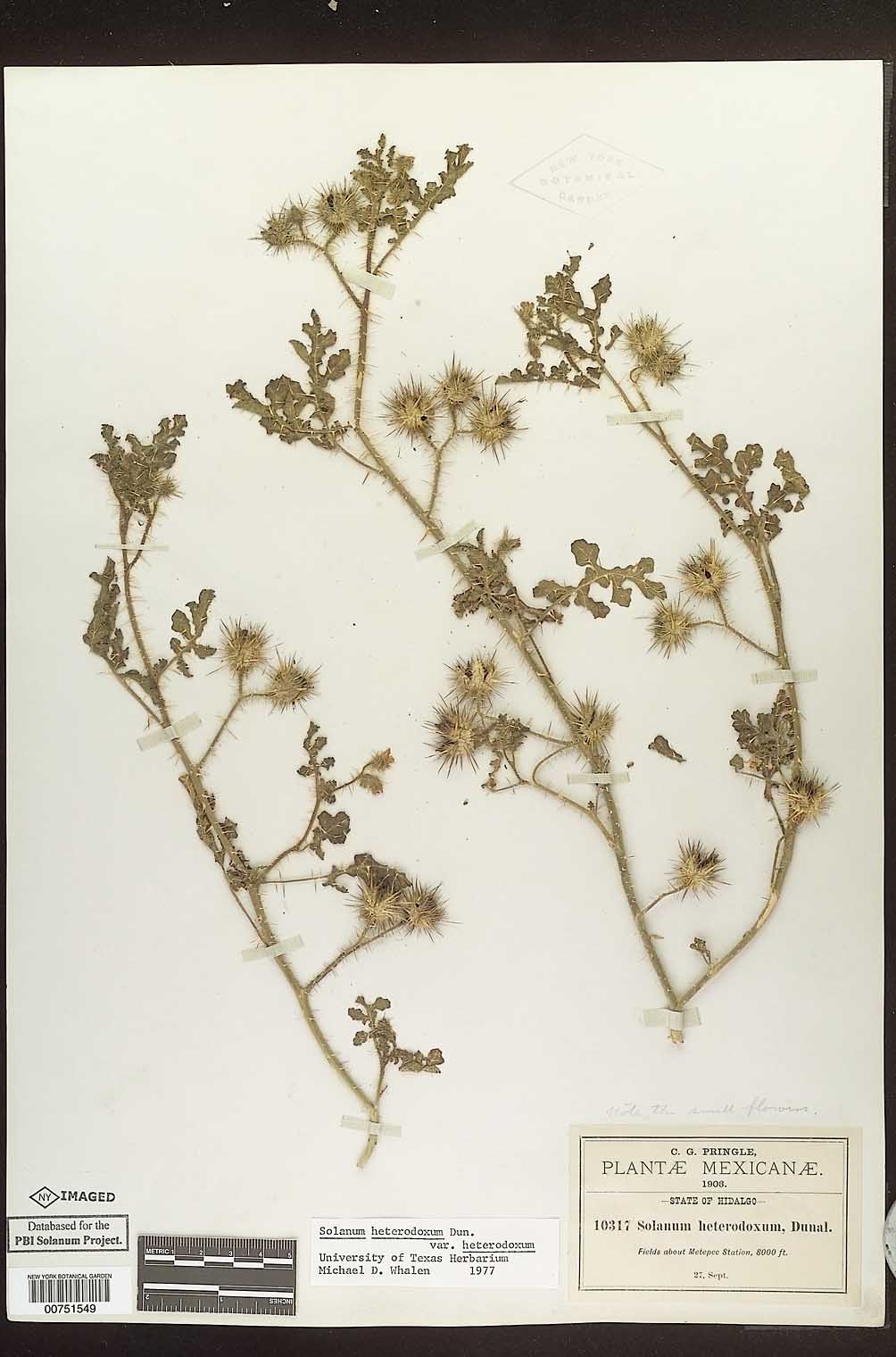 Solanum heterodoxum var. heterodoxum image