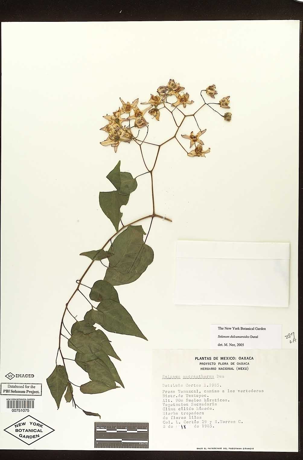 Solanum dulcamaroides image