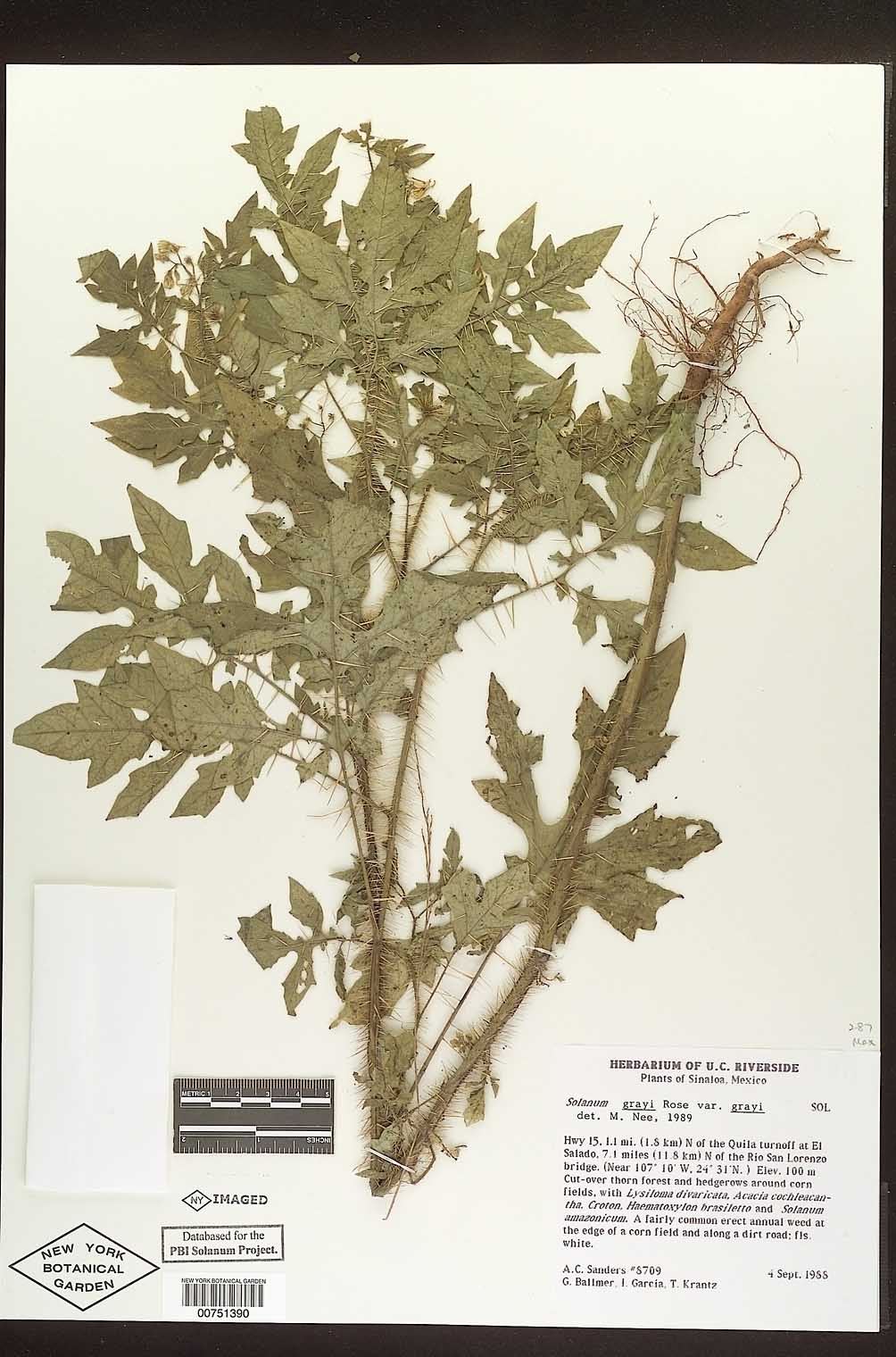 Solanum grayi var. grayi image