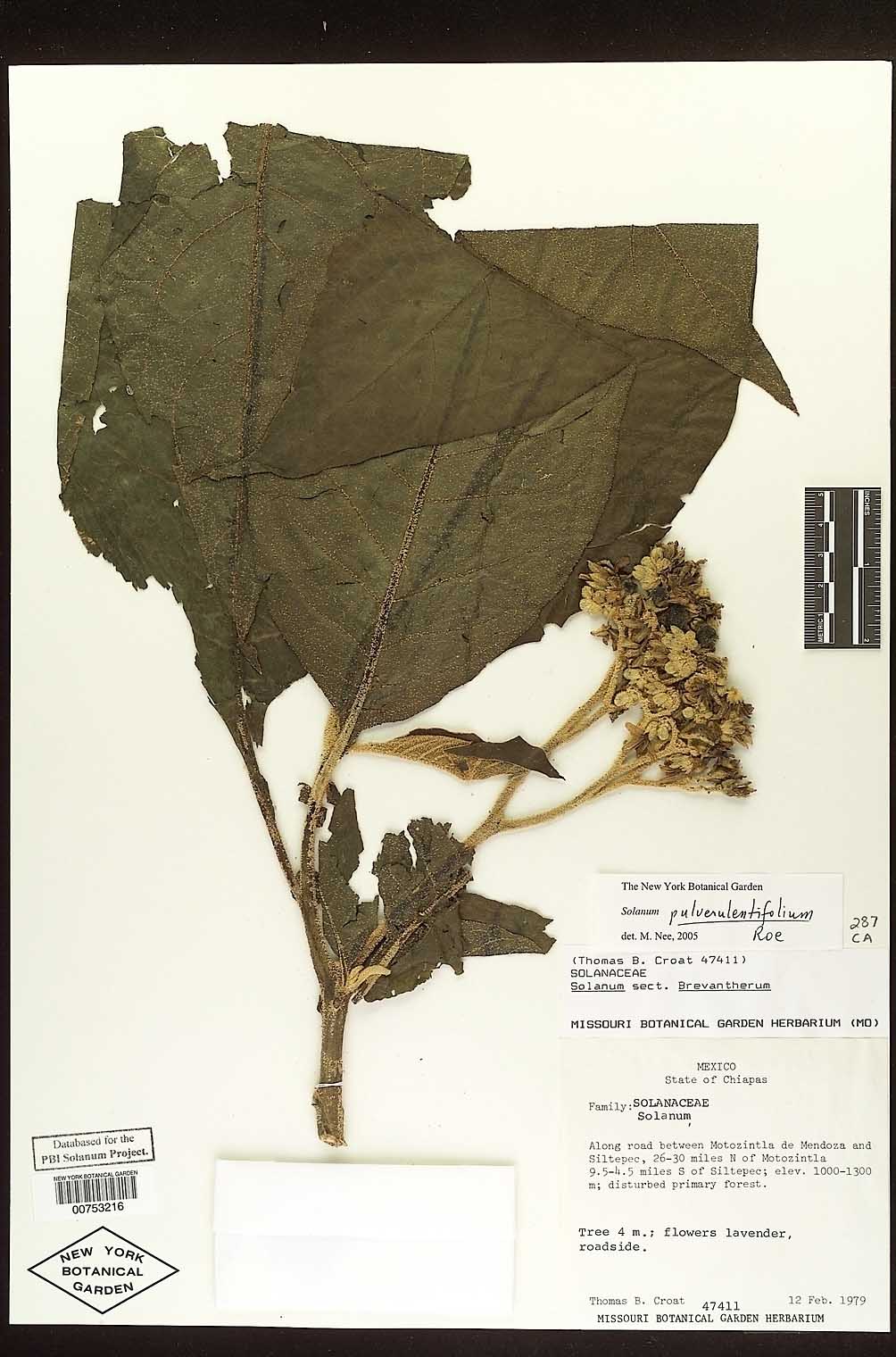 Solanum pulverulentifolium image