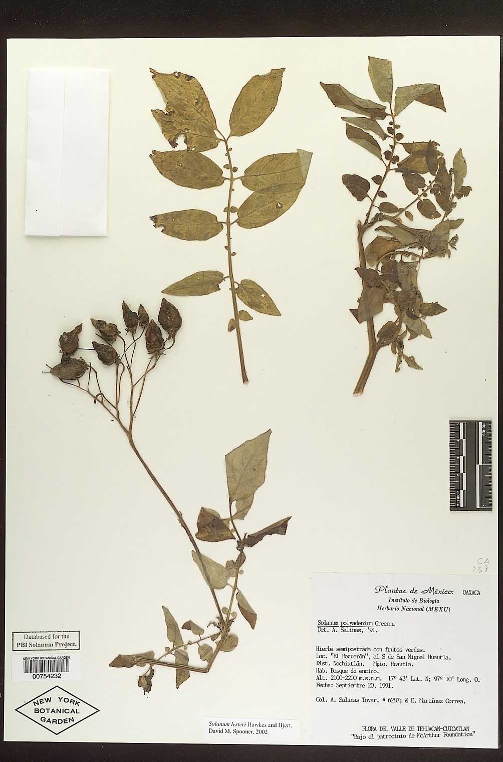 Solanum lesteri image