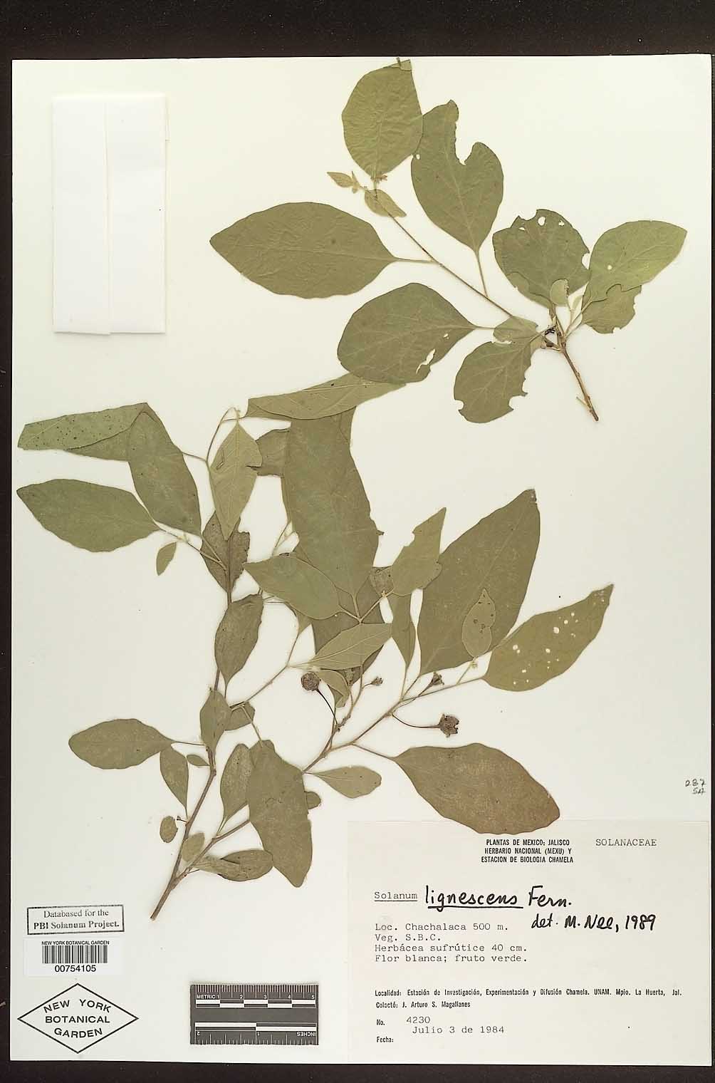 Solanum lignescens image