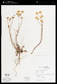 Eriogonum nudum var. pubiflorum image