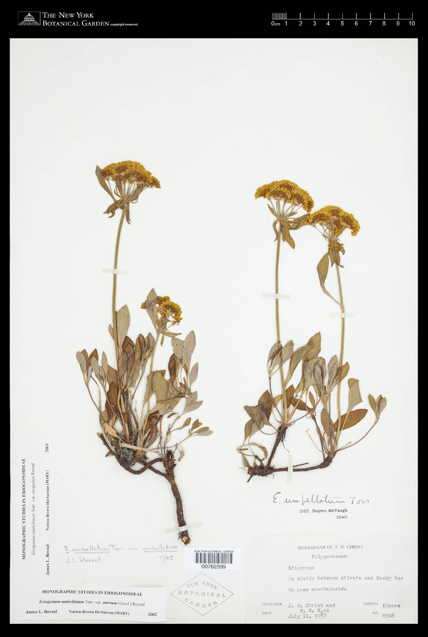 Eriogonum umbellatum var. stragulum image
