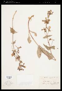 Penstemon wilcoxii image