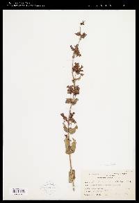 Penstemon wilcoxii image