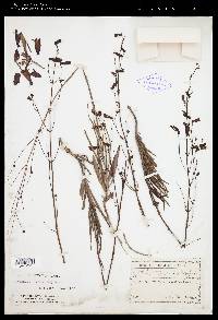 Penstemon imberbis image