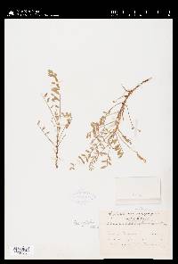 Astragalus argophyllus image