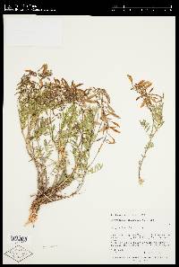 Astragalus australis image