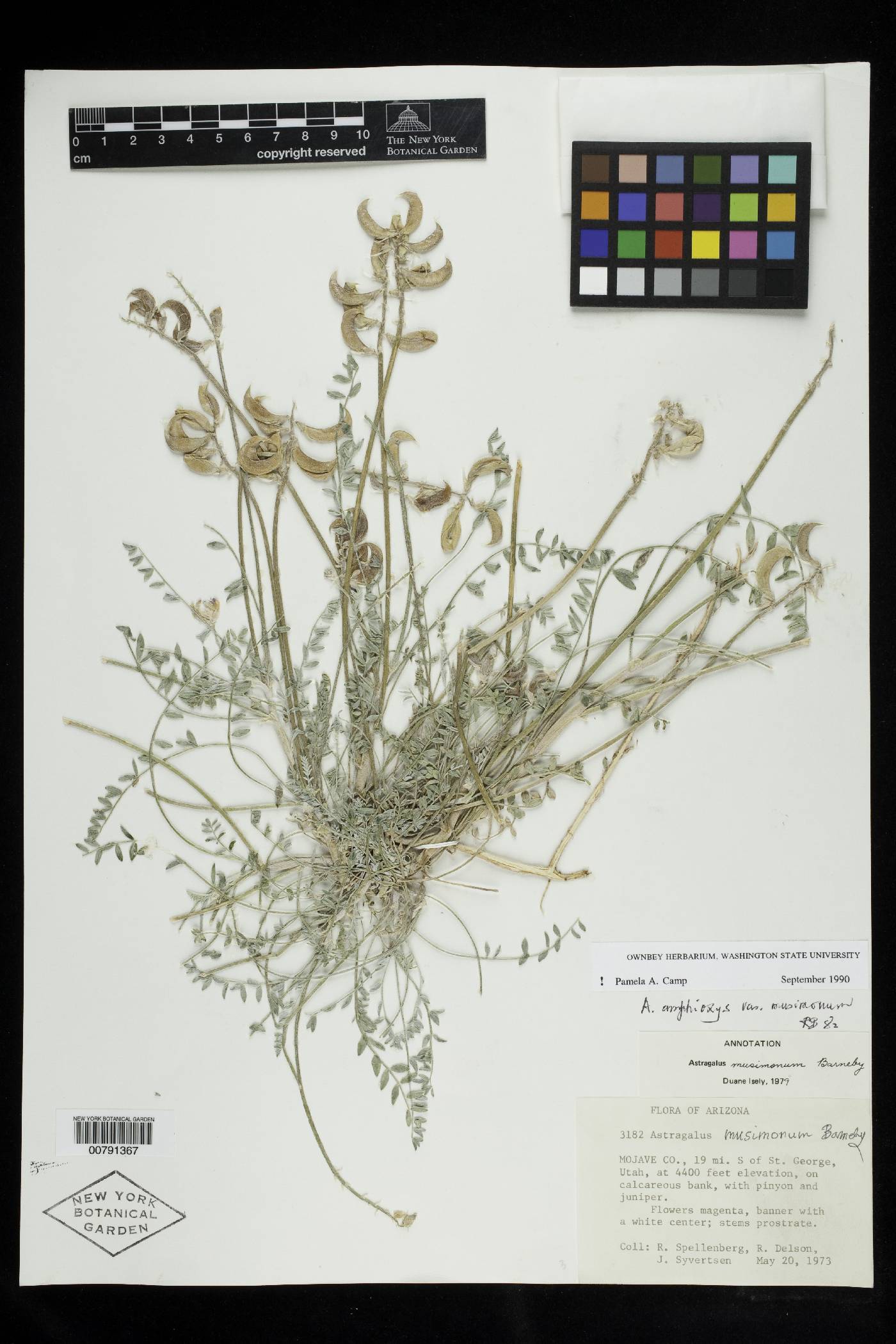 Astragalus amphioxys var. musimonum image
