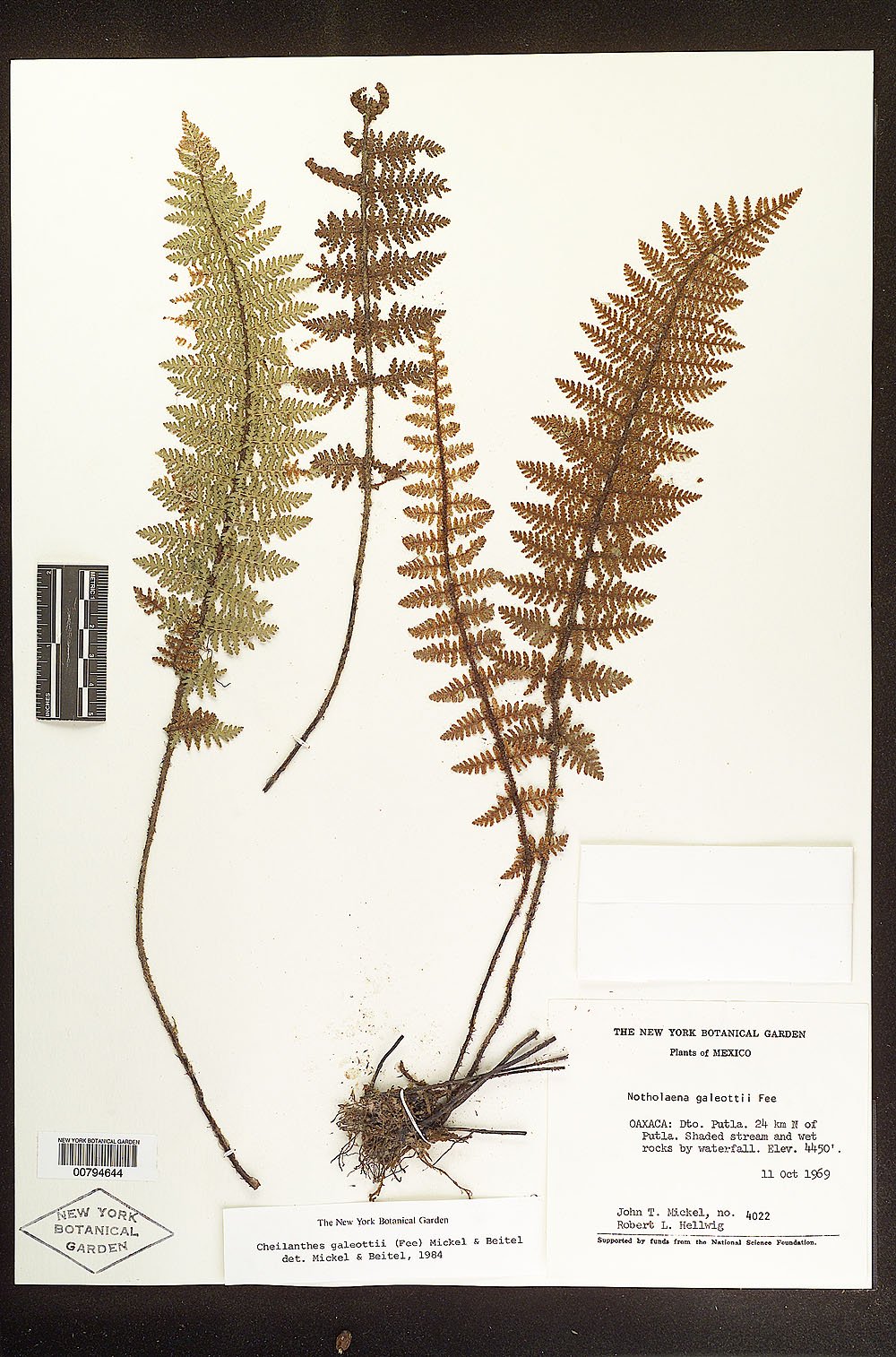 Notholaena galeottii image