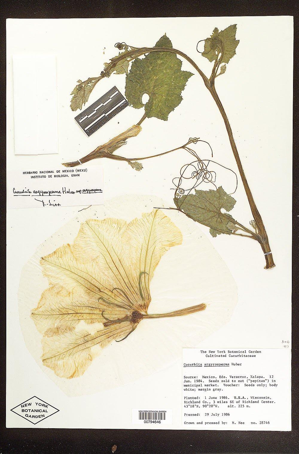 Cucurbita argyrosperma subsp. argyrosperma image