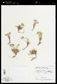 Trifolium andinum var. andinum image