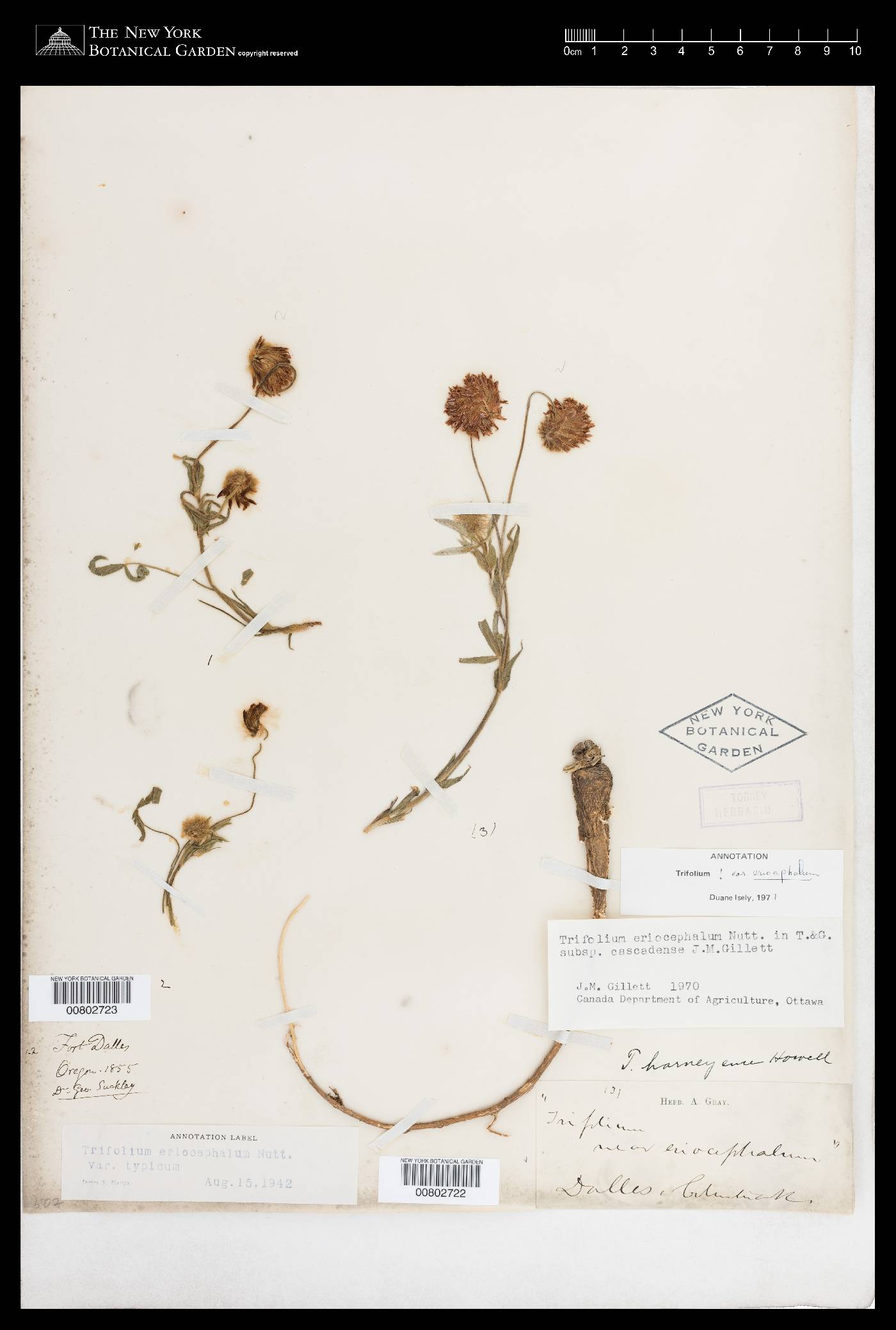 Trifolium eriocephalum subsp. cascadense image