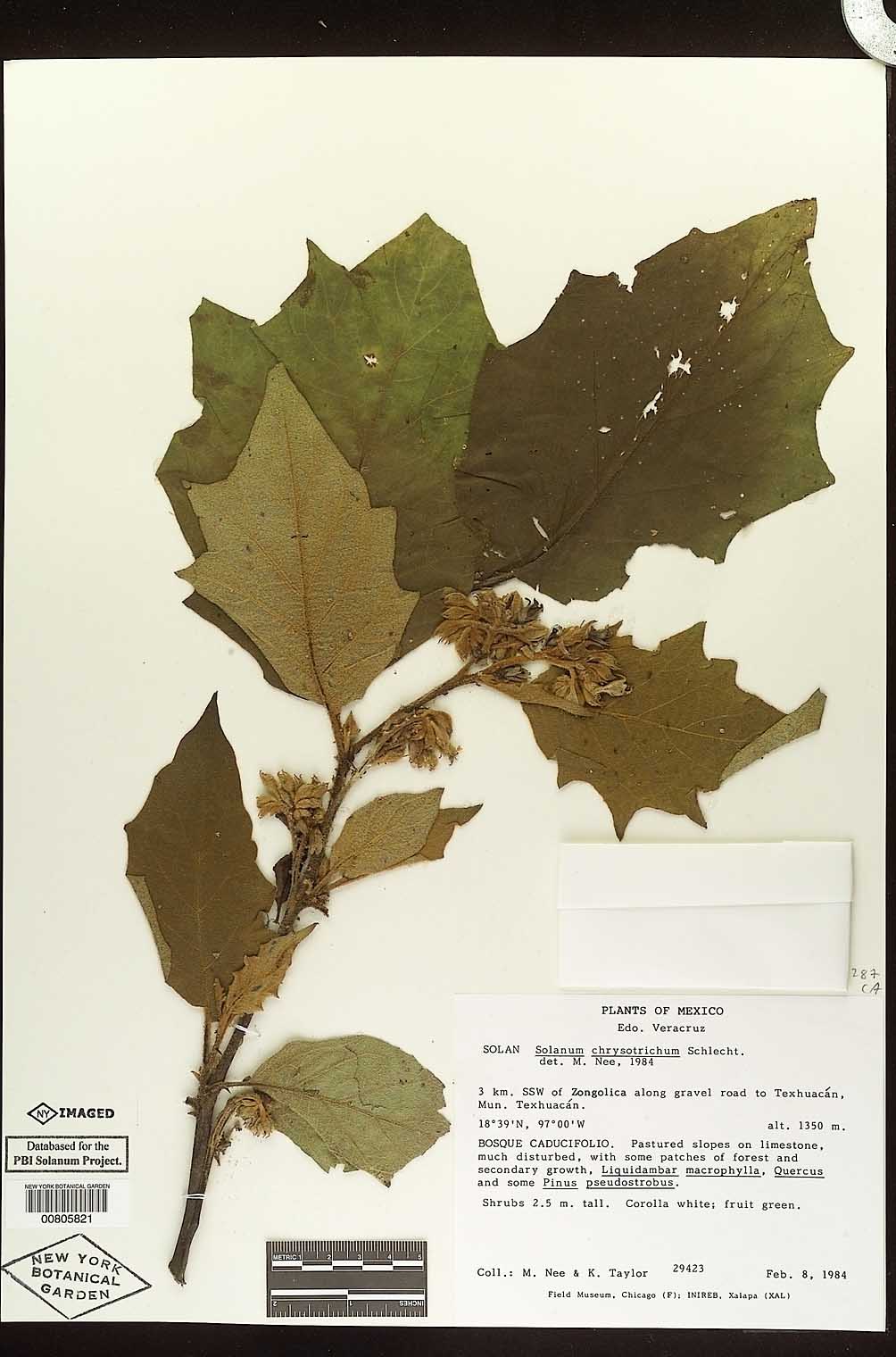 Solanum chrysotrichum image