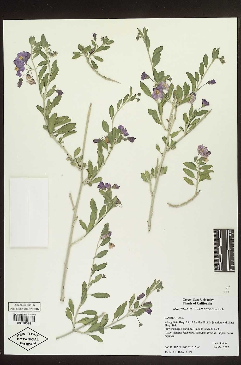 Solanum umbelliferum image