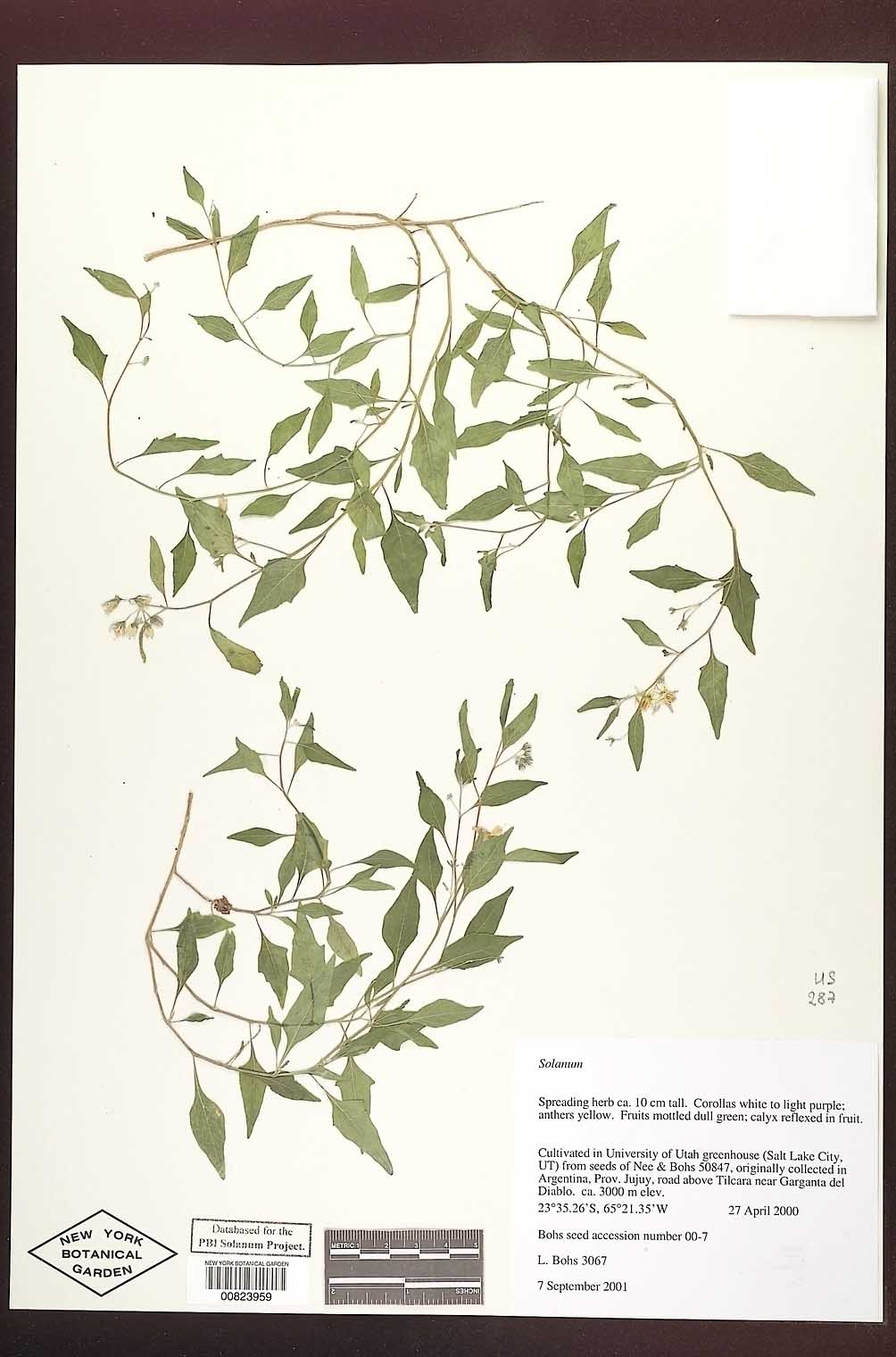 Solanum salicifolium image