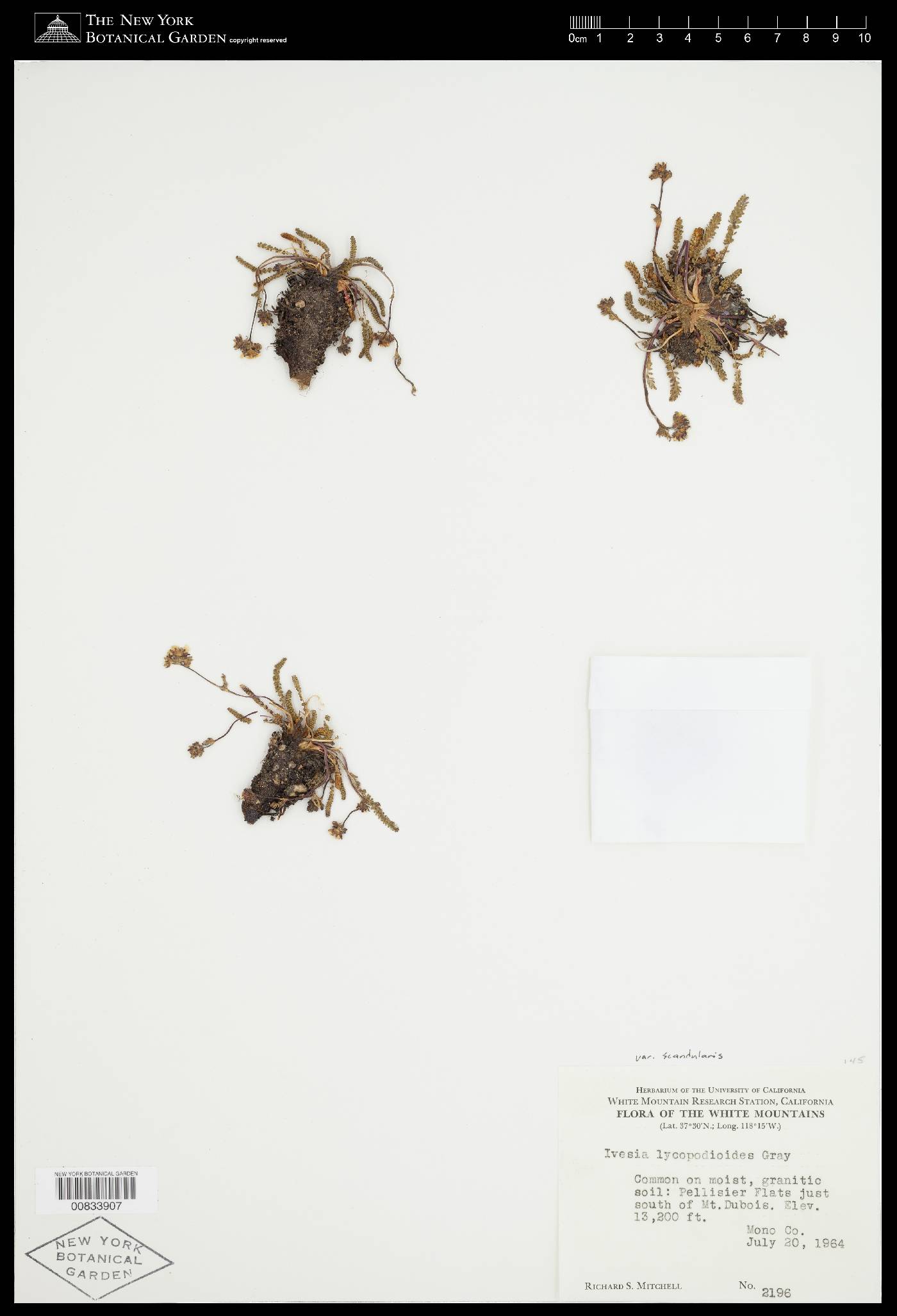 Ivesia lycopodioides image