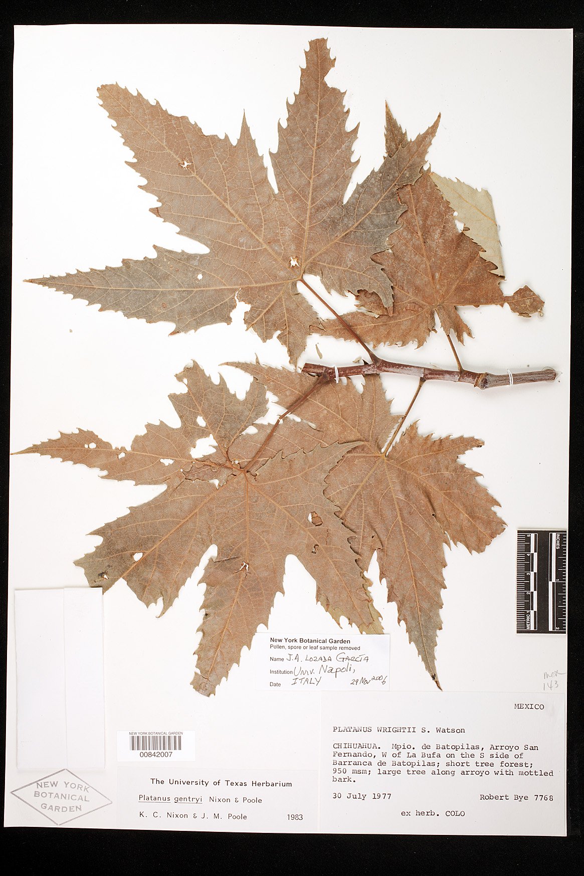 Platanus gentryi image