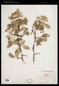 Crataegus rivularis image