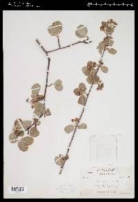 Amelanchier utahensis image