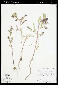 Rorippa palustris subsp. fernaldiana image