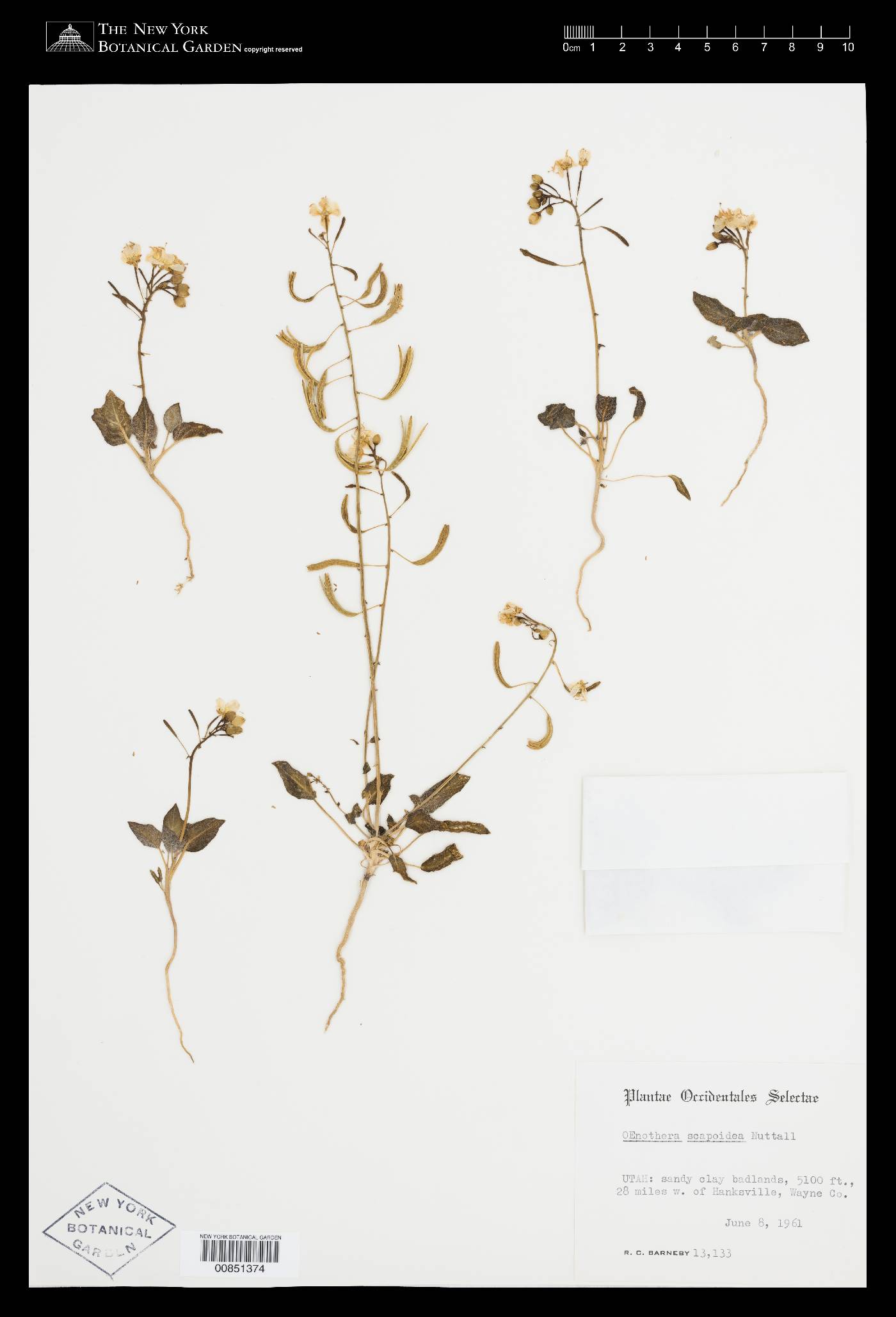 Camissonia eastwoodiae image