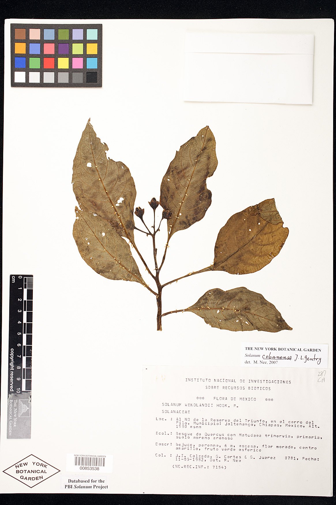 Solanum cobanense image