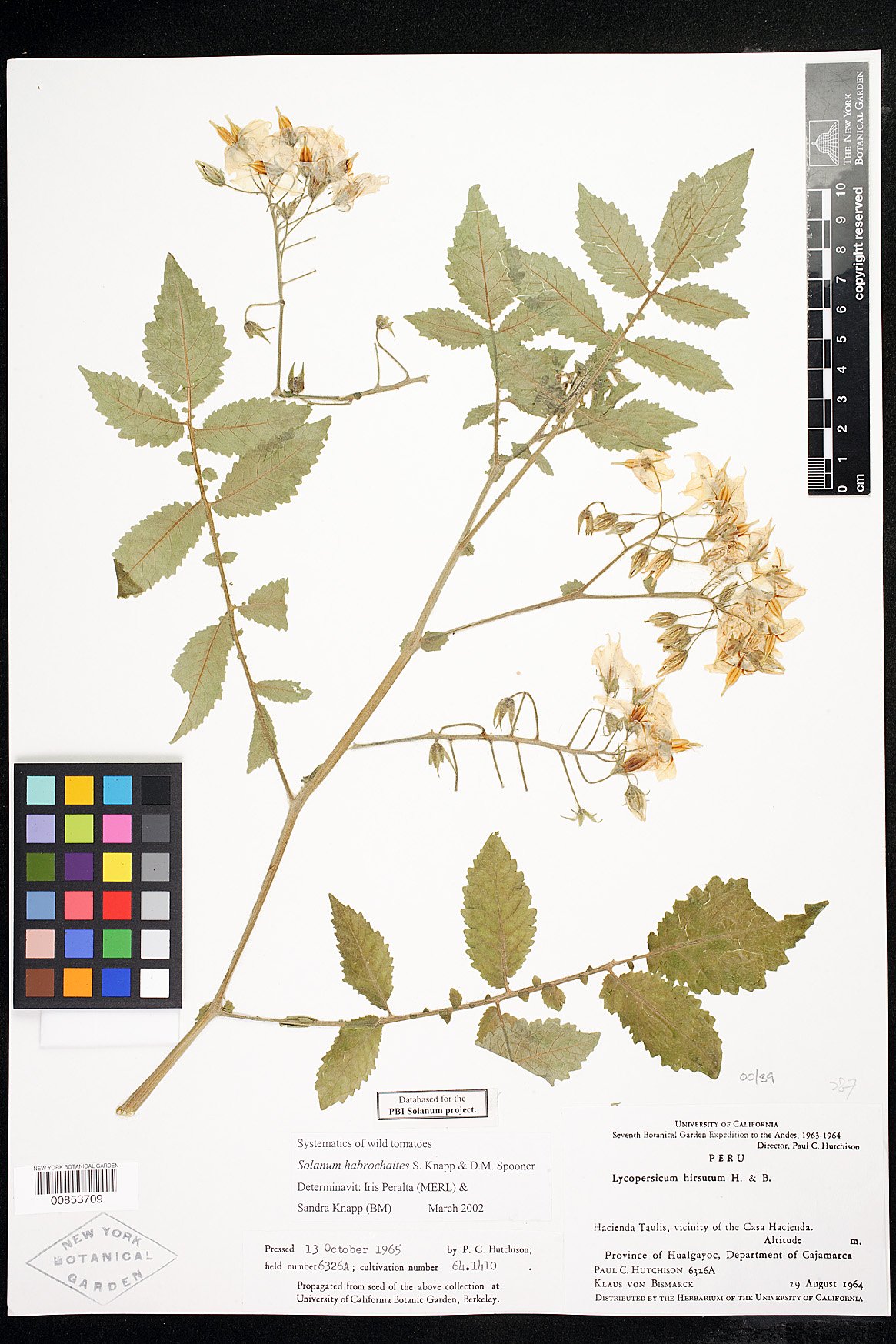 Solanum habrochaites image
