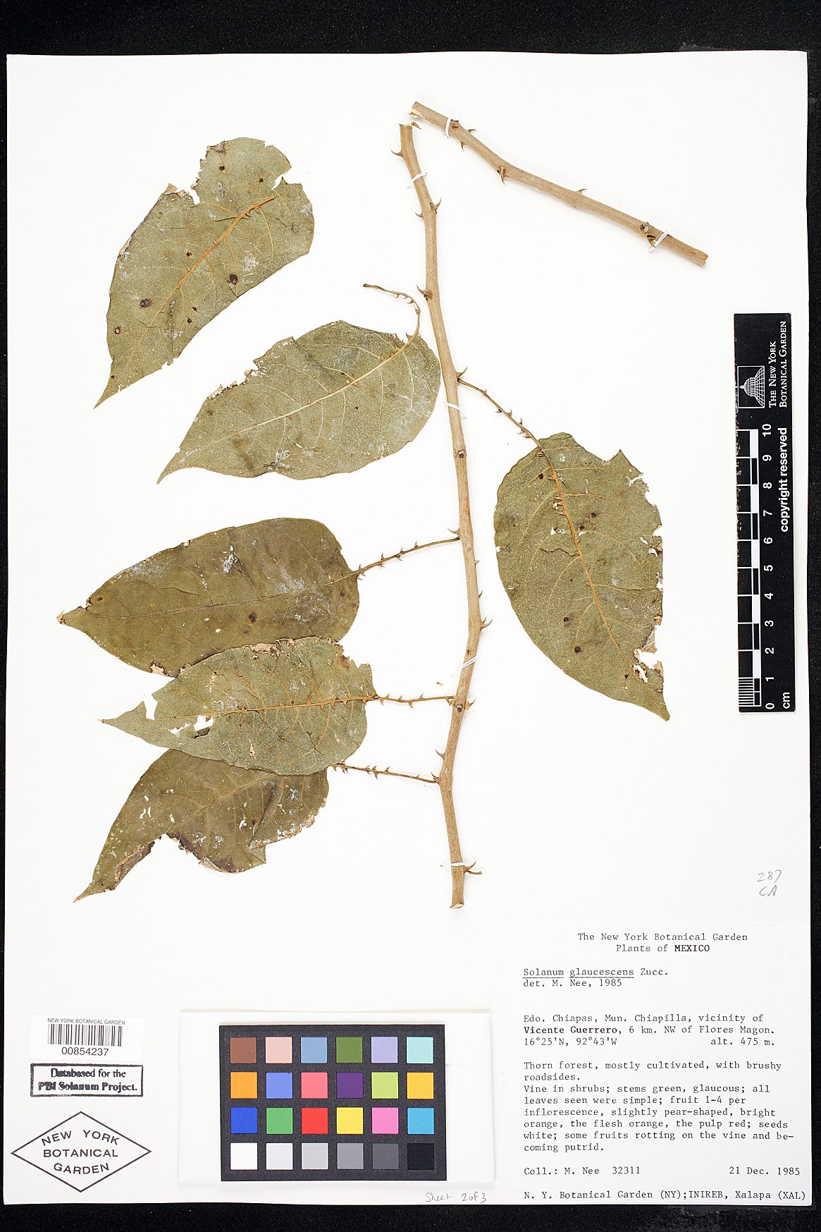 Solanum glaucescens image