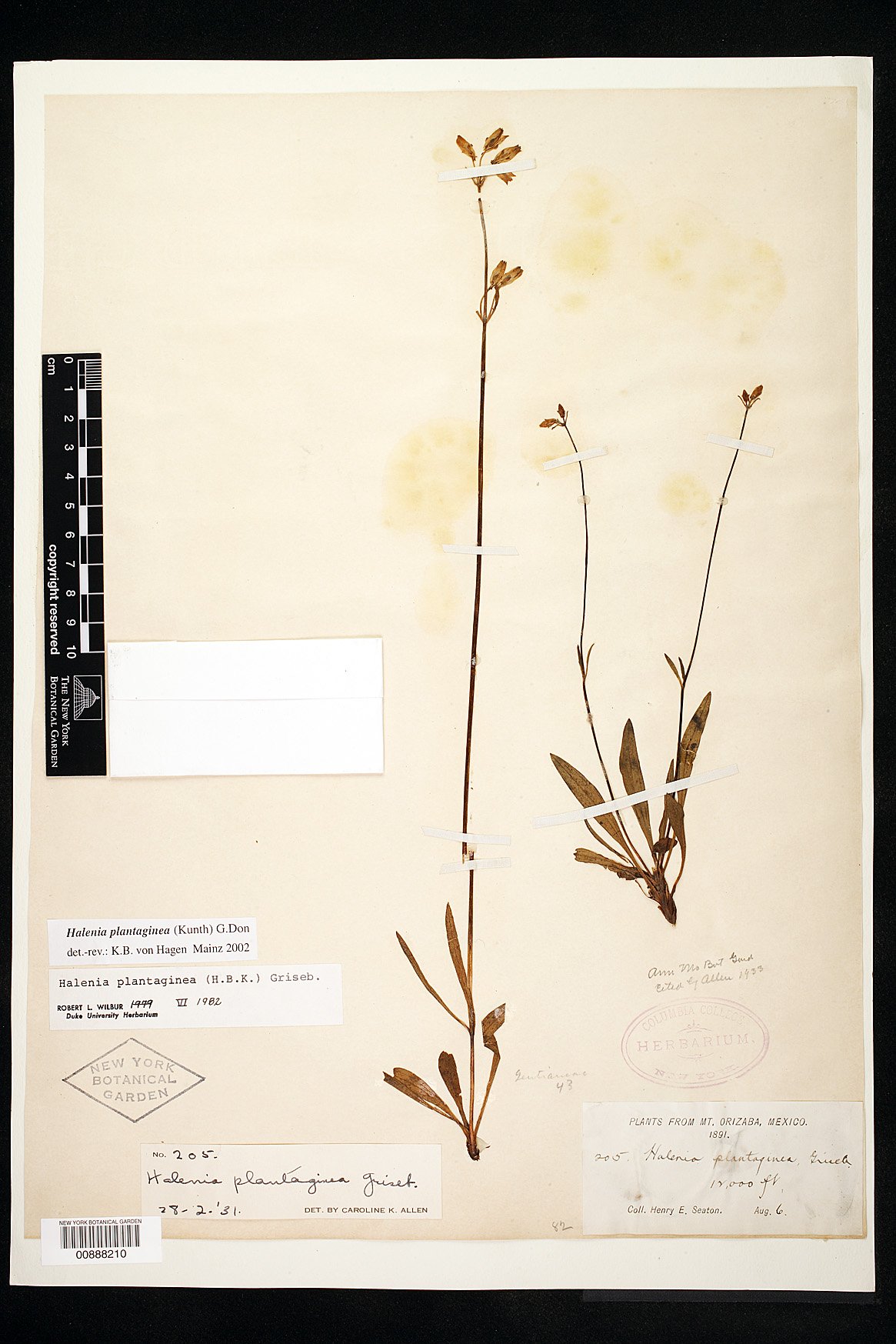 Halenia plantaginea image