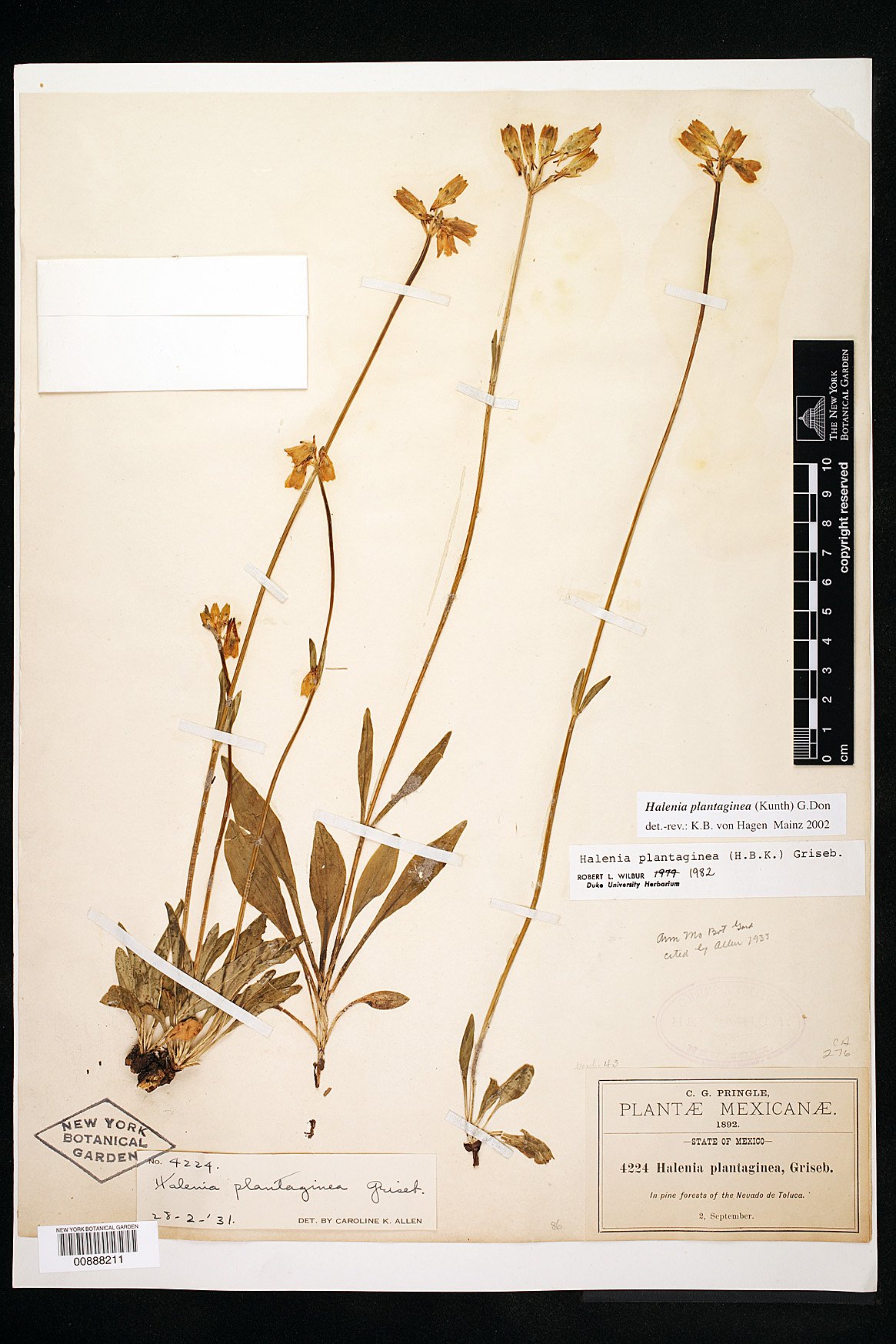 Halenia plantaginea image