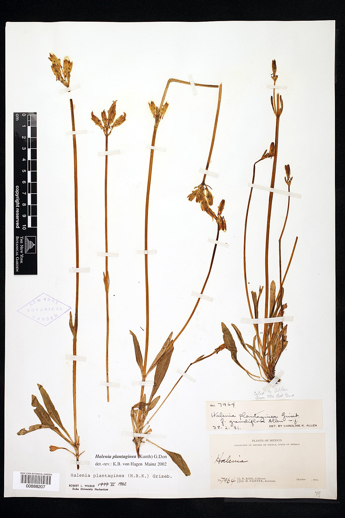 Halenia plantaginea image