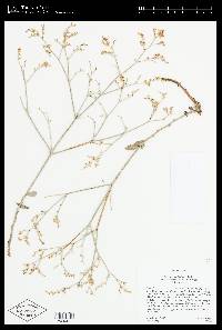 Eriogonum leptocladon var. ramosissimum image