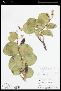 Asclepias cryptoceras subsp. cryptoceras image