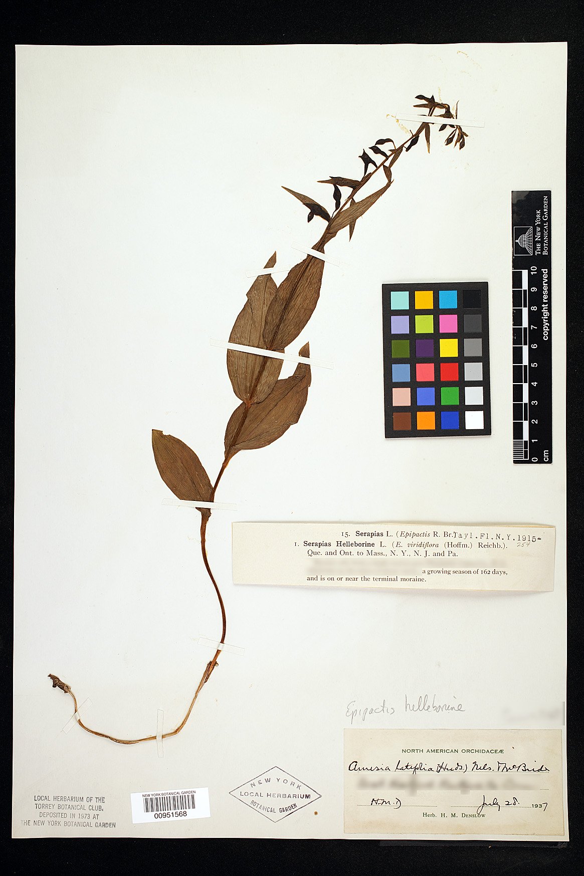 Smilax schomburgkiana image