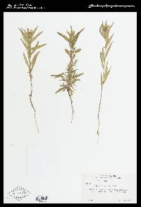 Collomia linearis image