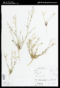 Gilia sinuata image