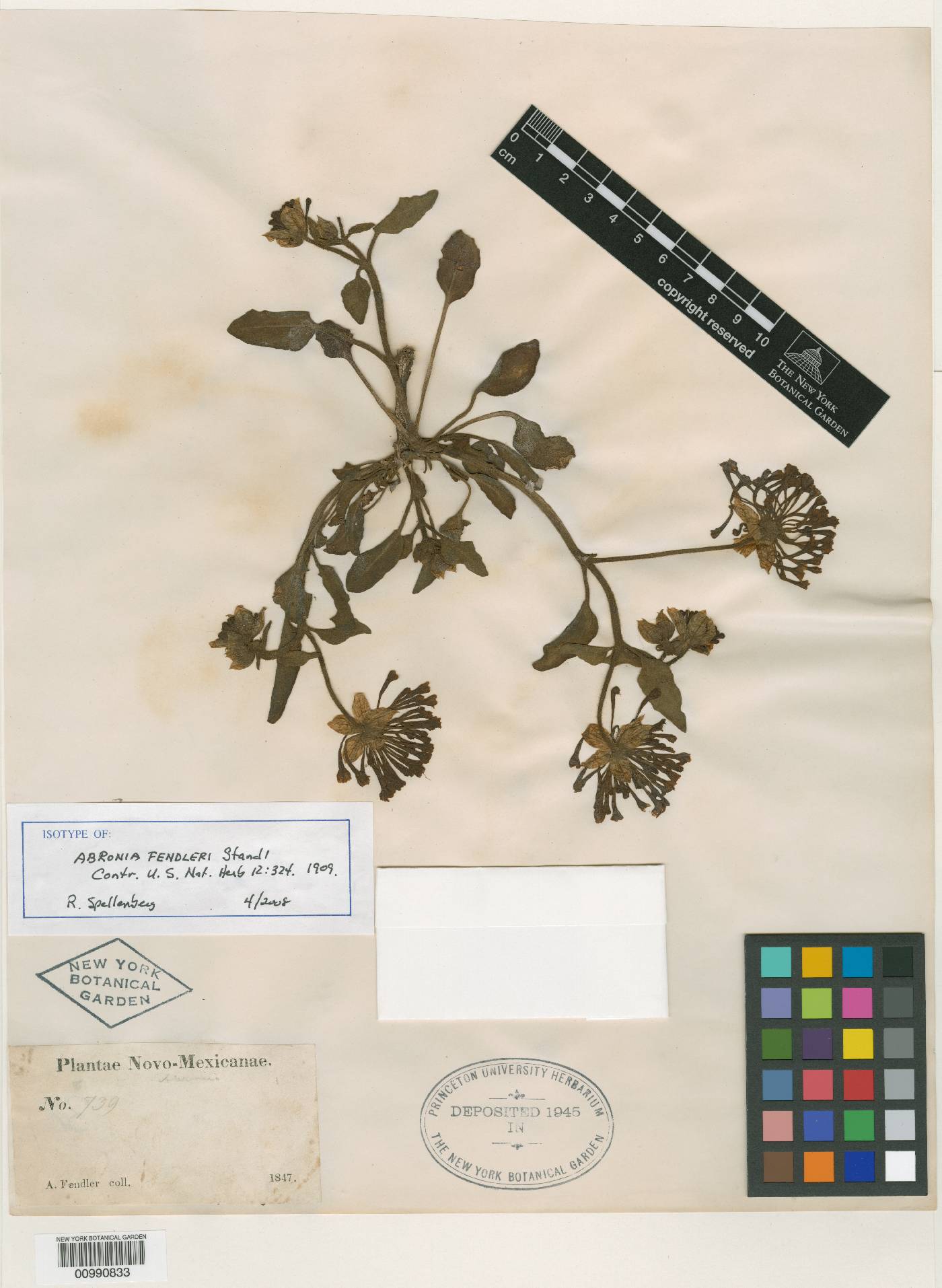 Abronia fendleri image
