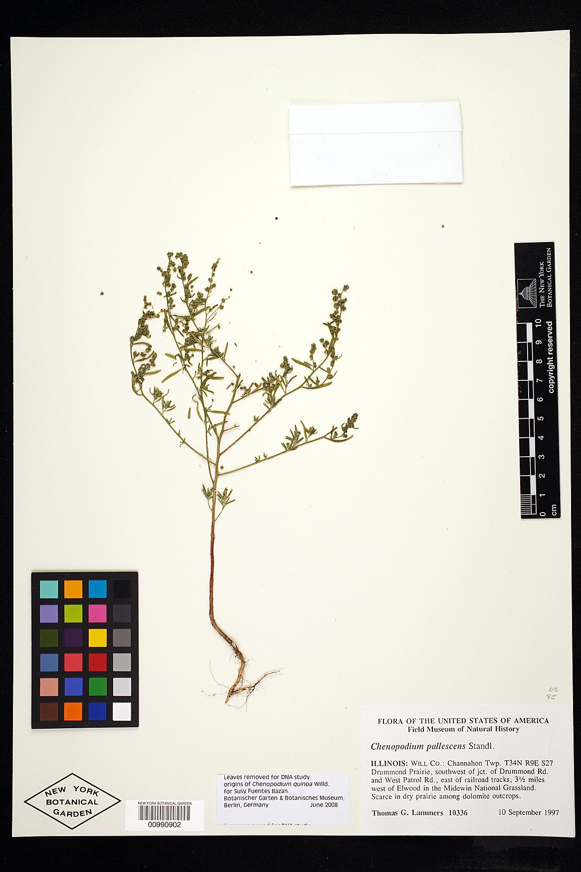 Chenopodium pallescens image