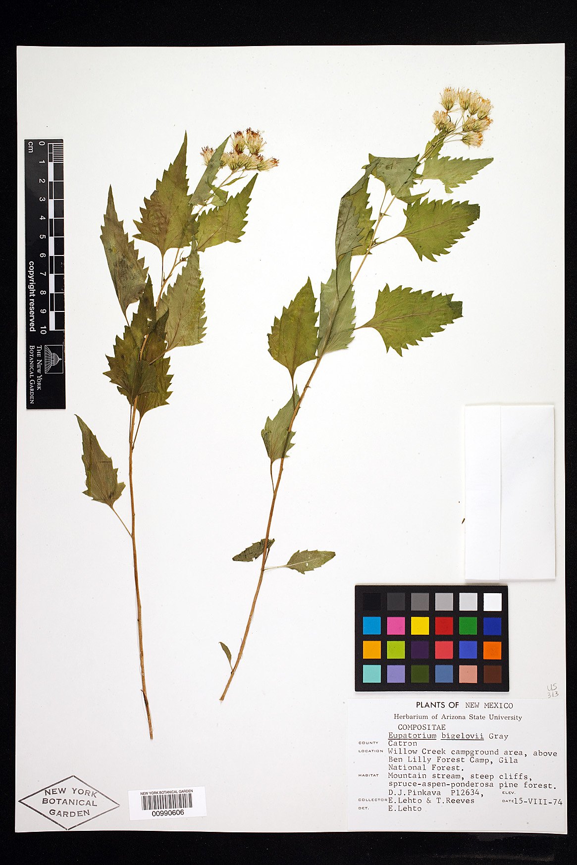 Steviopsis fendleri image