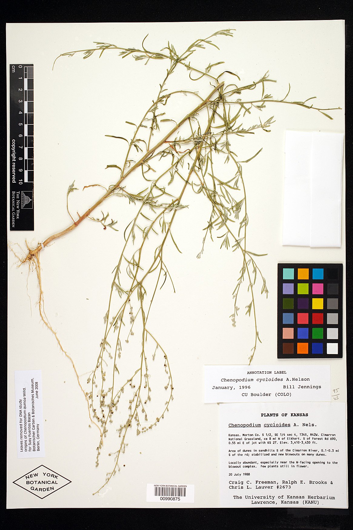Chenopodium cycloides image