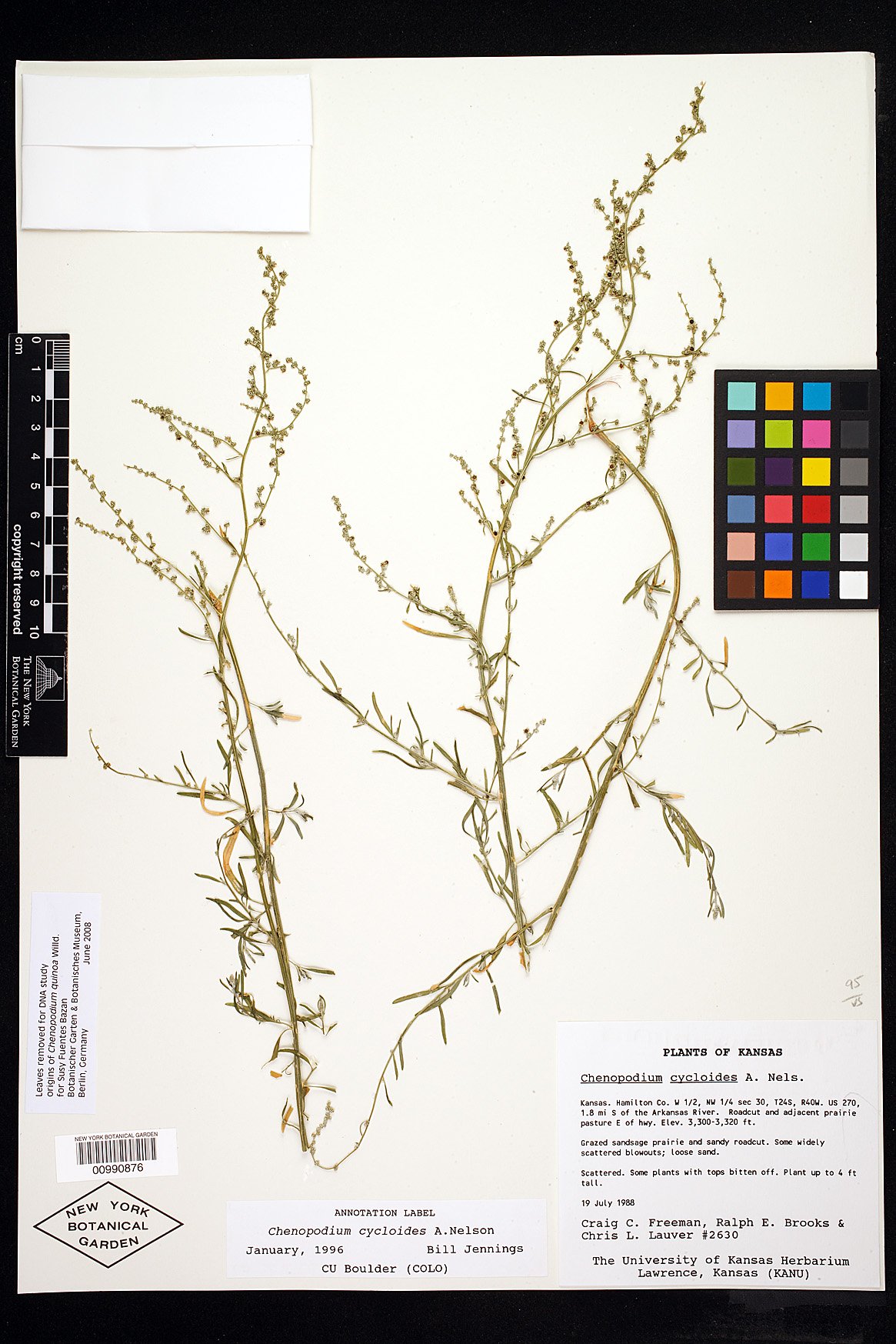 Chenopodium cycloides image