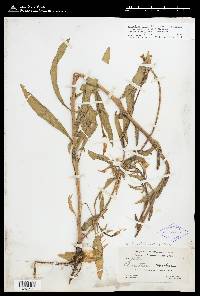 Oenothera elata image