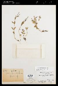 Epilobium anagallidifolium image