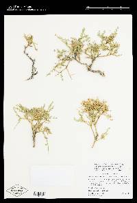 Glossopetalon spinescens var. microphyllum image