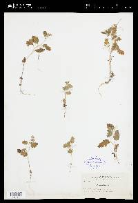 Phacelia rattanii image